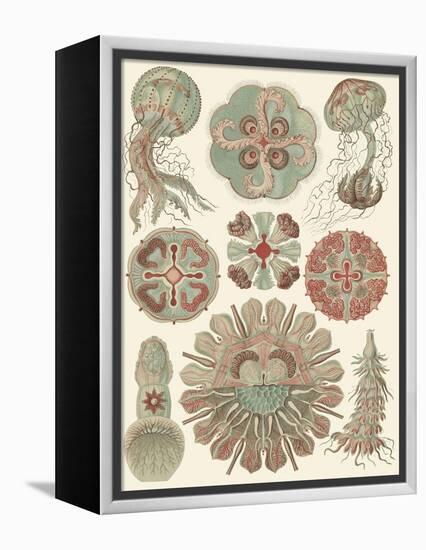 Sophisticated Sealife IV-Ernst Haeckel-Framed Stretched Canvas