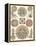 Sophisticated Sealife IV-Ernst Haeckel-Framed Stretched Canvas