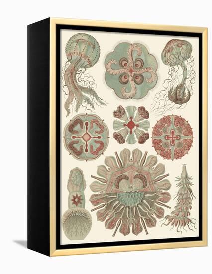Sophisticated Sealife IV-Ernst Haeckel-Framed Stretched Canvas