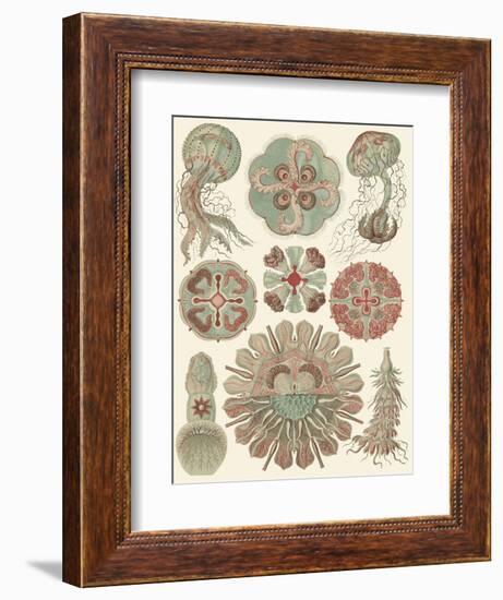 Sophisticated Sealife IV-Ernst Haeckel-Framed Art Print