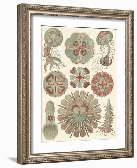 Sophisticated Sealife IV-Ernst Haeckel-Framed Art Print