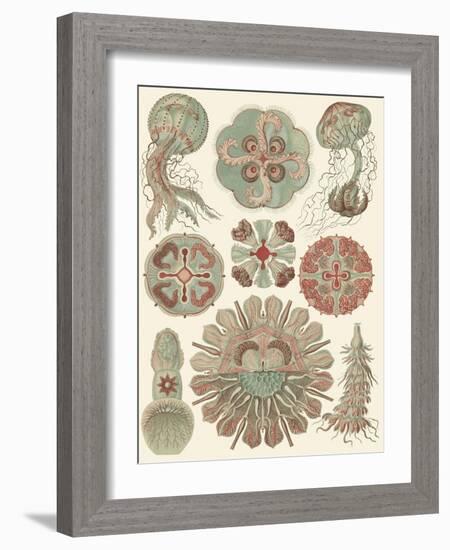 Sophisticated Sealife IV-Ernst Haeckel-Framed Art Print