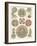 Sophisticated Sealife IV-Ernst Haeckel-Framed Art Print