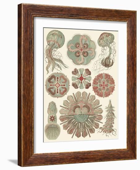 Sophisticated Sealife IV-Ernst Haeckel-Framed Art Print