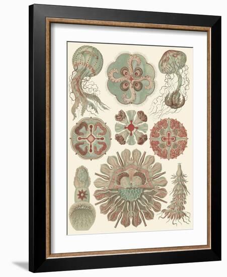 Sophisticated Sealife IV-Ernst Haeckel-Framed Art Print