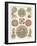 Sophisticated Sealife IV-Ernst Haeckel-Framed Art Print