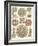 Sophisticated Sealife IV-Ernst Haeckel-Framed Art Print