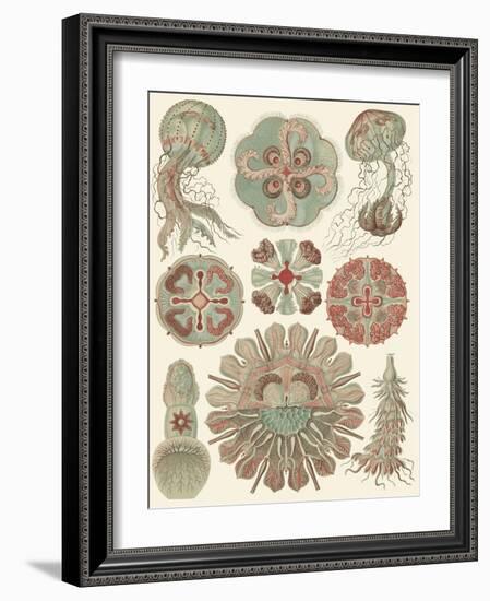 Sophisticated Sealife IV-Ernst Haeckel-Framed Art Print