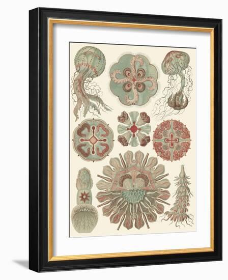 Sophisticated Sealife IV-Ernst Haeckel-Framed Art Print