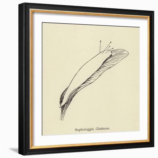 Sophtsluggia Glutinosa-Edward Lear-Framed Giclee Print