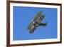 Sopwith Camel, WWI Fighter Plane, War Plane-David Wall-Framed Photographic Print