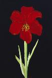 Amaryllis-Soraya Chemaly-Giclee Print