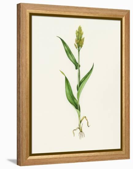 Sorghum (Sorghum Bicolor), Artwork-Lizzie Harper-Framed Premier Image Canvas