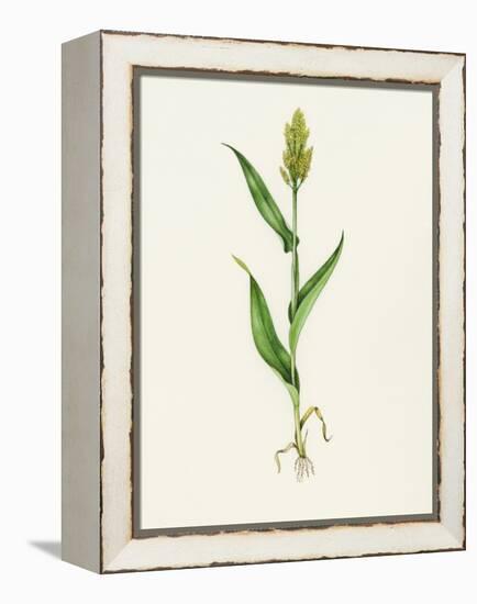 Sorghum (Sorghum Bicolor), Artwork-Lizzie Harper-Framed Premier Image Canvas