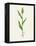 Sorghum (Sorghum Bicolor), Artwork-Lizzie Harper-Framed Premier Image Canvas