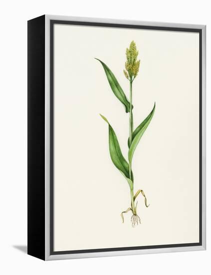 Sorghum (Sorghum Bicolor), Artwork-Lizzie Harper-Framed Premier Image Canvas