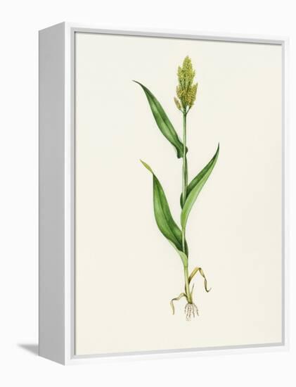 Sorghum (Sorghum Bicolor), Artwork-Lizzie Harper-Framed Premier Image Canvas