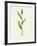 Sorghum (Sorghum Bicolor), Artwork-Lizzie Harper-Framed Photographic Print