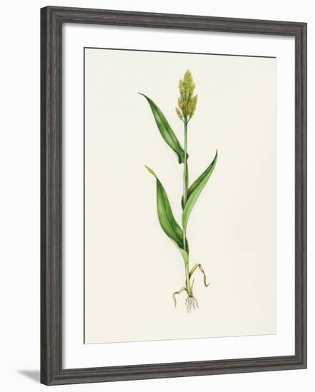 Sorghum (Sorghum Bicolor), Artwork-Lizzie Harper-Framed Photographic Print