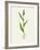 Sorghum (Sorghum Bicolor), Artwork-Lizzie Harper-Framed Photographic Print