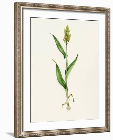 Sorghum (Sorghum Bicolor), Artwork-Lizzie Harper-Framed Photographic Print