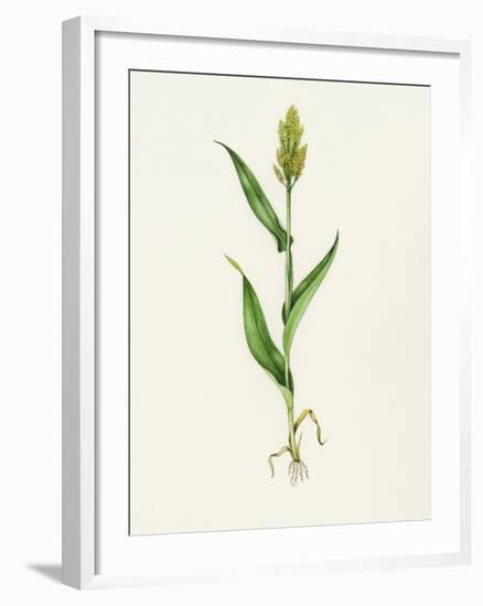 Sorghum (Sorghum Bicolor), Artwork-Lizzie Harper-Framed Photographic Print