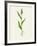 Sorghum (Sorghum Bicolor), Artwork-Lizzie Harper-Framed Photographic Print