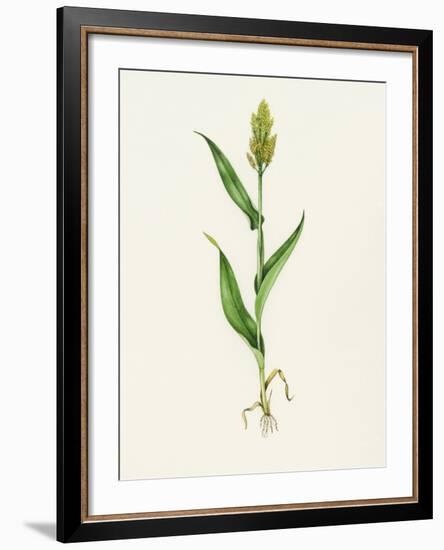 Sorghum (Sorghum Bicolor), Artwork-Lizzie Harper-Framed Photographic Print