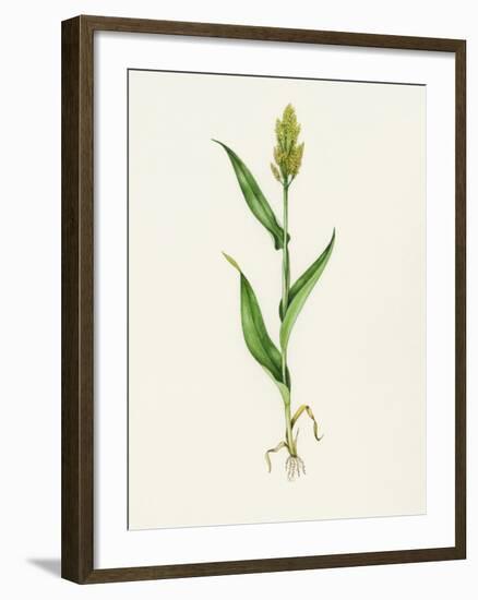 Sorghum (Sorghum Bicolor), Artwork-Lizzie Harper-Framed Photographic Print