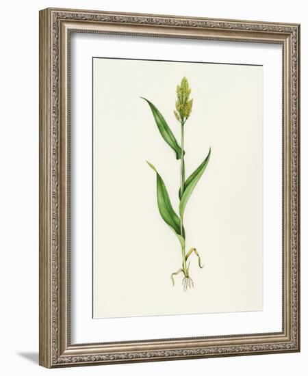 Sorghum (Sorghum Bicolor), Artwork-Lizzie Harper-Framed Photographic Print