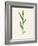 Sorghum (Sorghum Bicolor), Artwork-Lizzie Harper-Framed Photographic Print