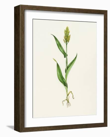 Sorghum (Sorghum Bicolor), Artwork-Lizzie Harper-Framed Photographic Print