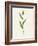 Sorghum (Sorghum Bicolor), Artwork-Lizzie Harper-Framed Photographic Print