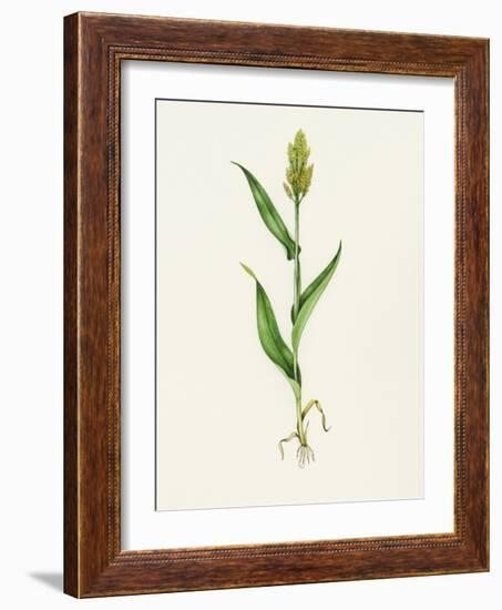 Sorghum (Sorghum Bicolor), Artwork-Lizzie Harper-Framed Photographic Print