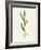 Sorghum (Sorghum Bicolor), Artwork-Lizzie Harper-Framed Photographic Print