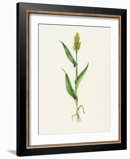 Sorghum (Sorghum Bicolor), Artwork-Lizzie Harper-Framed Photographic Print