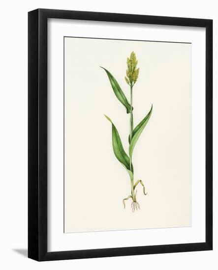 Sorghum (Sorghum Bicolor), Artwork-Lizzie Harper-Framed Photographic Print