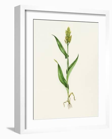 Sorghum (Sorghum Bicolor), Artwork-Lizzie Harper-Framed Photographic Print