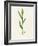 Sorghum (Sorghum Bicolor), Artwork-Lizzie Harper-Framed Photographic Print