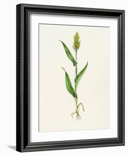 Sorghum (Sorghum Bicolor), Artwork-Lizzie Harper-Framed Photographic Print