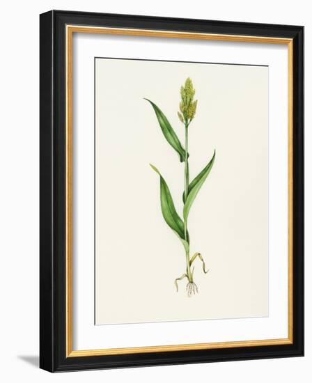 Sorghum (Sorghum Bicolor), Artwork-Lizzie Harper-Framed Photographic Print