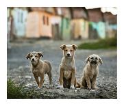 Maramures, a Fairy Land !-Sorin Onisor-Photographic Print