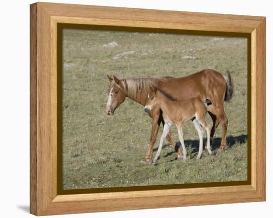 Sorrel Mare with Chestnut Filly, Pryor Mountains, Montana, USA-Carol Walker-Framed Premier Image Canvas