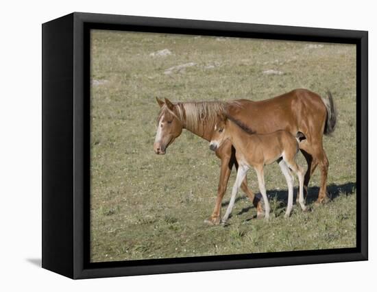 Sorrel Mare with Chestnut Filly, Pryor Mountains, Montana, USA-Carol Walker-Framed Premier Image Canvas