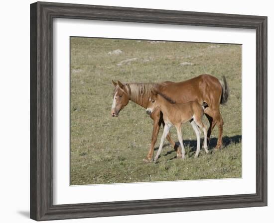 Sorrel Mare with Chestnut Filly, Pryor Mountains, Montana, USA-Carol Walker-Framed Photographic Print