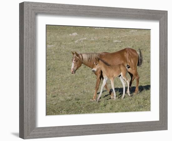 Sorrel Mare with Chestnut Filly, Pryor Mountains, Montana, USA-Carol Walker-Framed Photographic Print