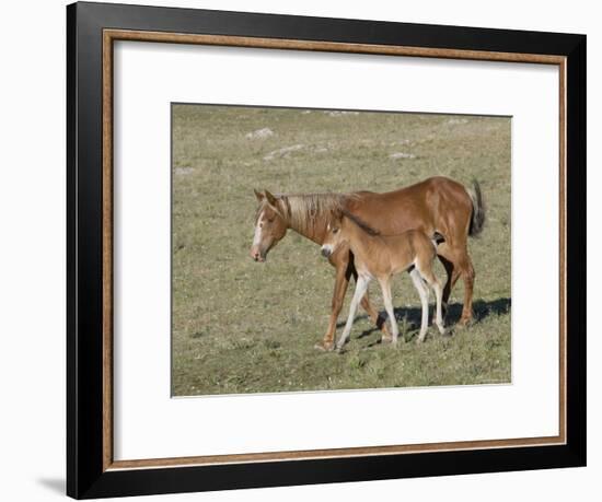 Sorrel Mare with Chestnut Filly, Pryor Mountains, Montana, USA-Carol Walker-Framed Photographic Print