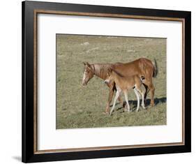 Sorrel Mare with Chestnut Filly, Pryor Mountains, Montana, USA-Carol Walker-Framed Photographic Print
