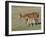 Sorrel Mare with Chestnut Filly, Pryor Mountains, Montana, USA-Carol Walker-Framed Photographic Print