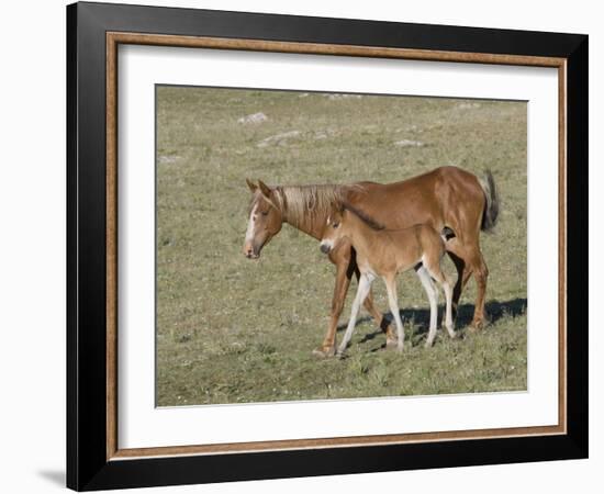 Sorrel Mare with Chestnut Filly, Pryor Mountains, Montana, USA-Carol Walker-Framed Photographic Print